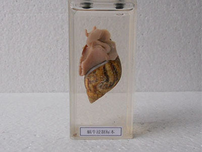 蜗牛浸制标本